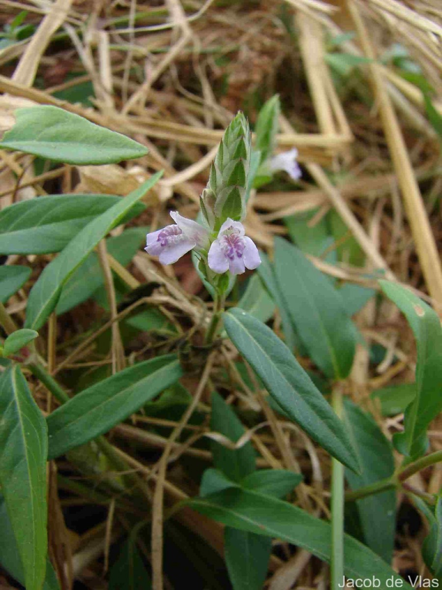 Rungia repens (L.) Nees